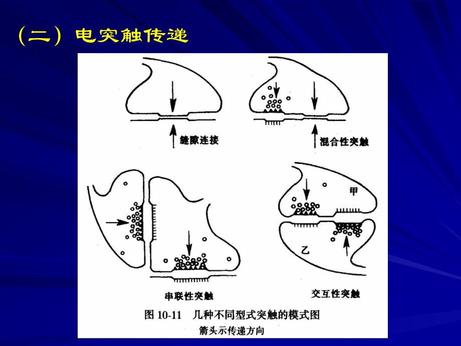 突触的可塑教学_第4页