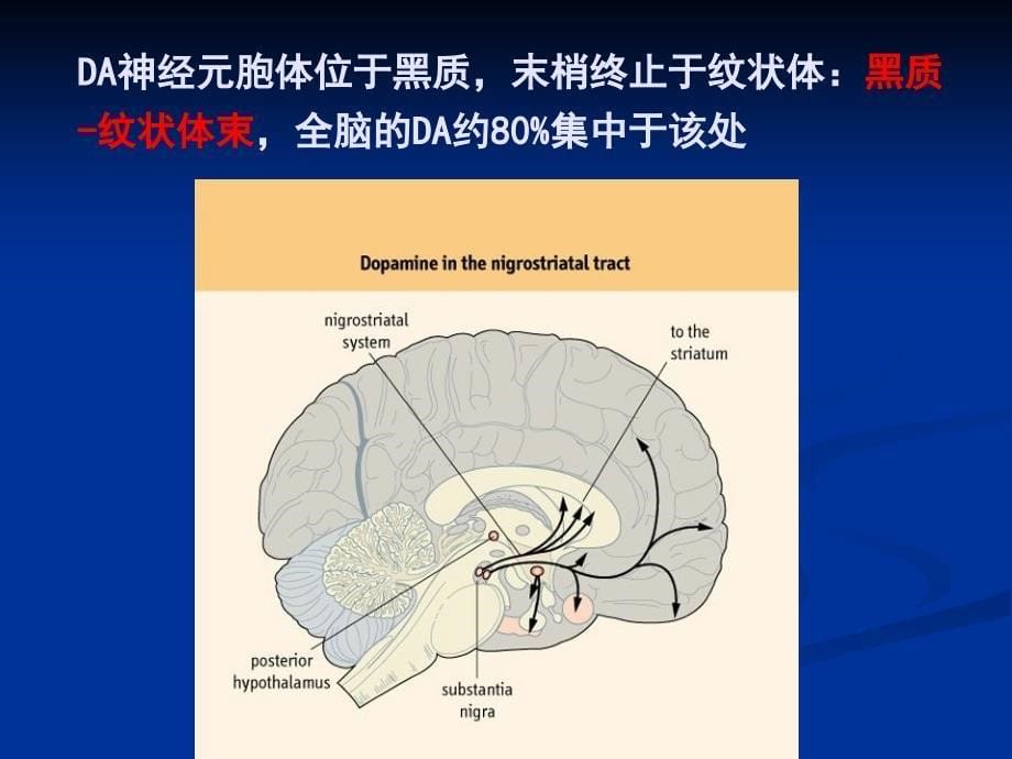 药理学_李学军_16抗帕金森病药_第5页