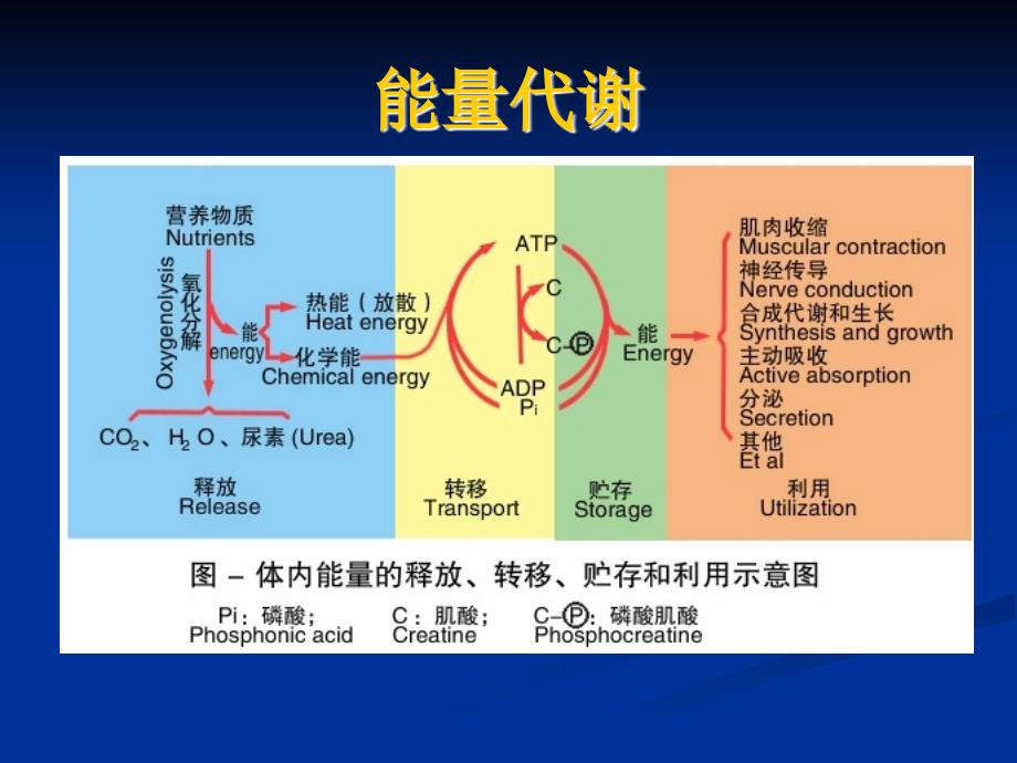 《能量和代谢》ppt课件_第4页