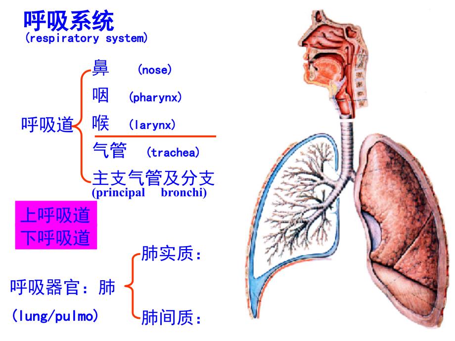 a-信息本科呼吸系_第1页