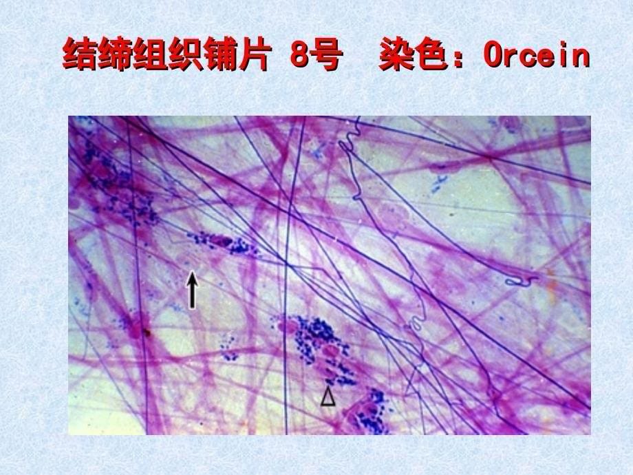 《实验-结缔组织》ppt课件_第5页