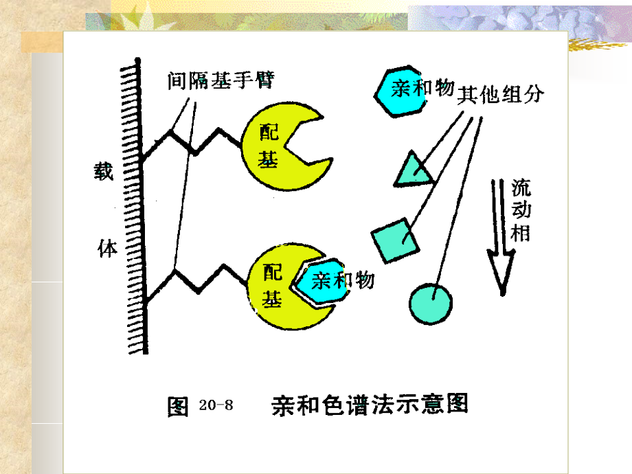 南农生物分离工程生物分离7亲和_第4页