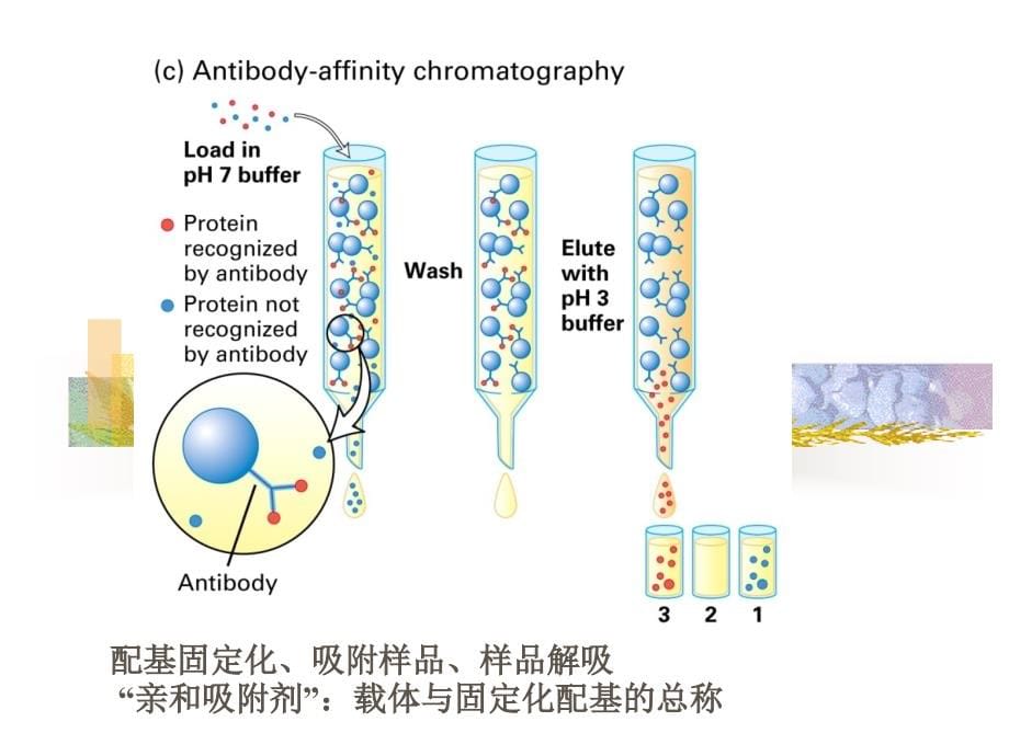 南农生物分离工程生物分离7亲和_第5页