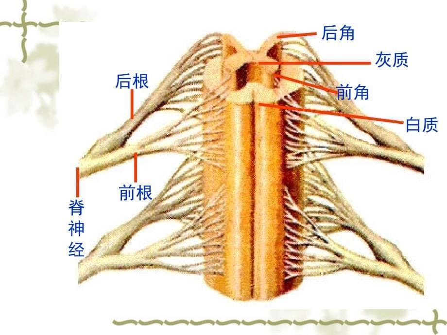 人教版教学课件高考生物一轮复习-人和高等动物的神经调节_第5页