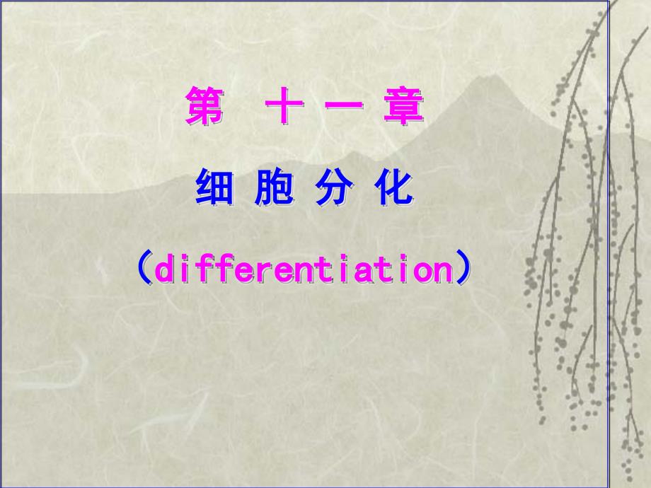 细胞分化differentia_第1页