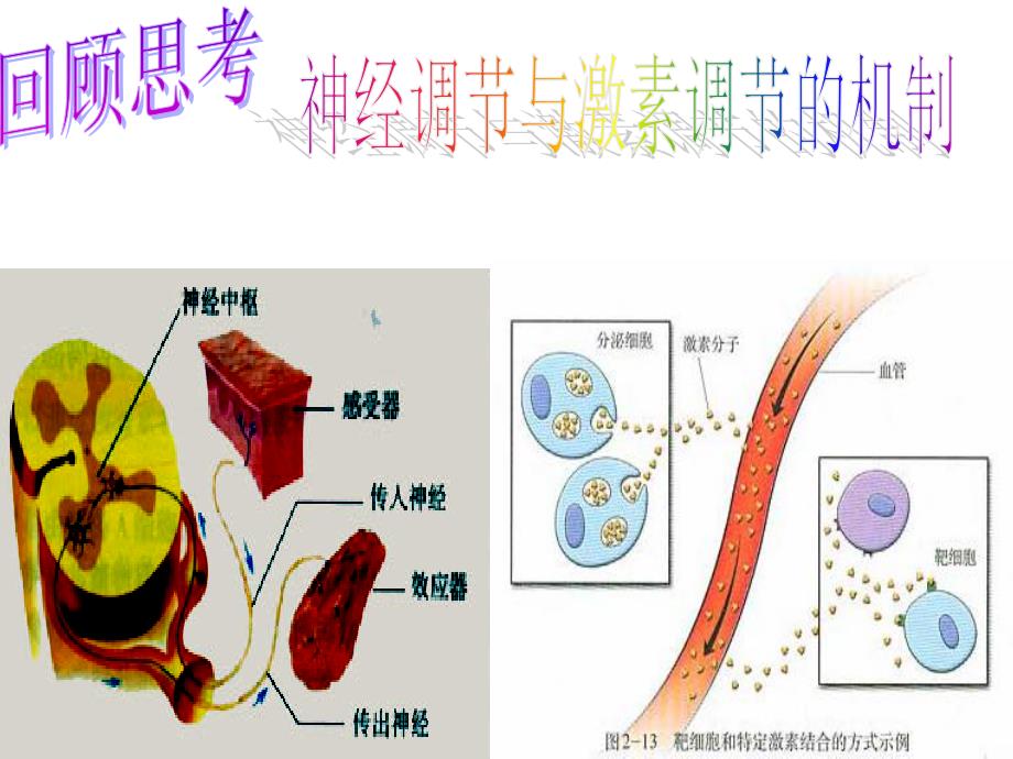 神经调节和激素调节_第1页
