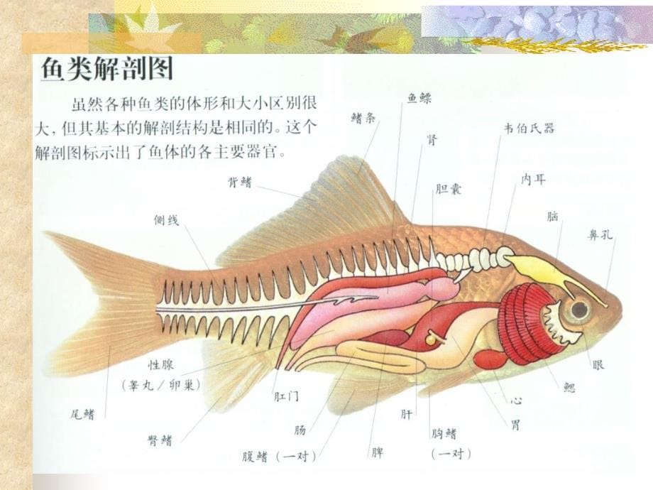 《鱼类学常识》ppt课件_第5页