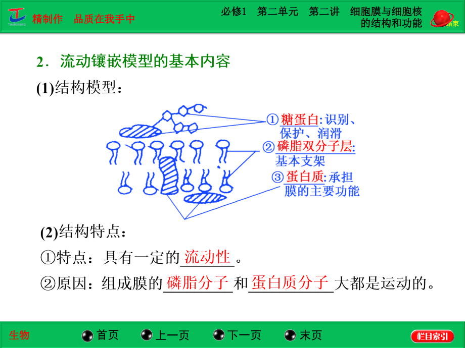 必修1第二单元第二讲细胞膜与细胞核的结构和功能_第4页