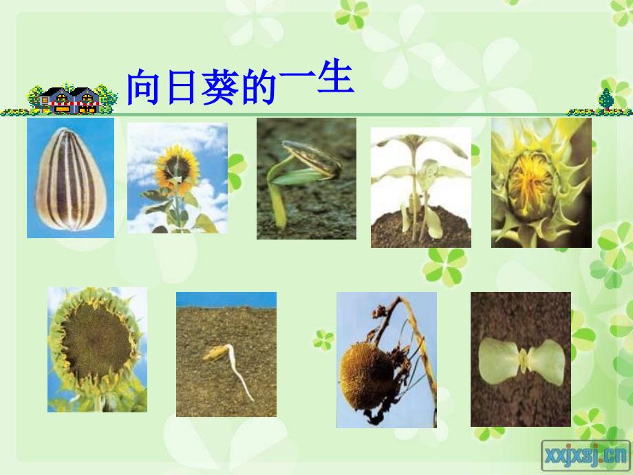 教科版科学三上植物的共同特点_第3页