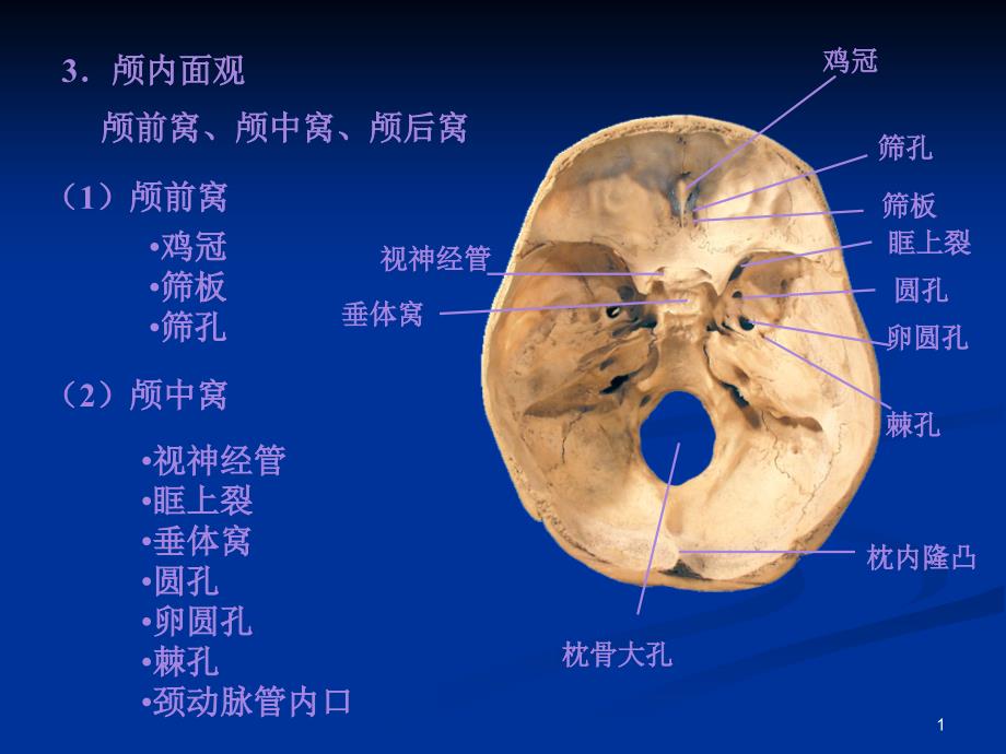 《系解01骨学》ppt课件_第1页