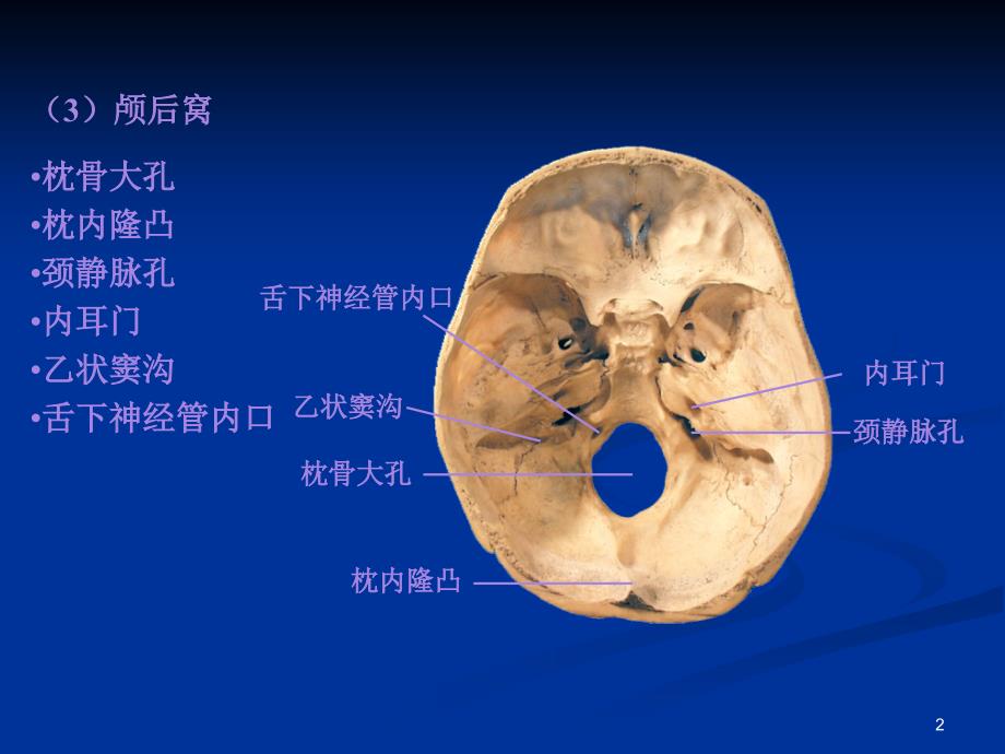 《系解01骨学》ppt课件_第2页