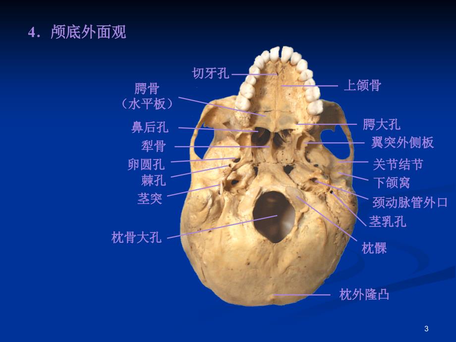 《系解01骨学》ppt课件_第3页