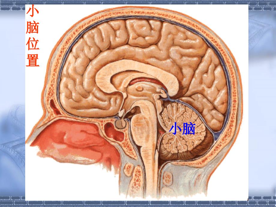 《小脑,间脑》ppt课件_第3页