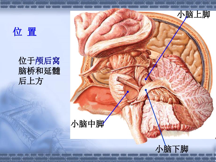 《小脑,间脑》ppt课件_第4页