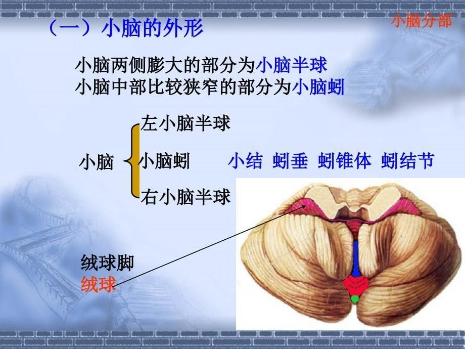 《小脑,间脑》ppt课件_第5页