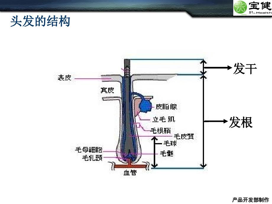 《认识我们的头发》ppt课件_第3页