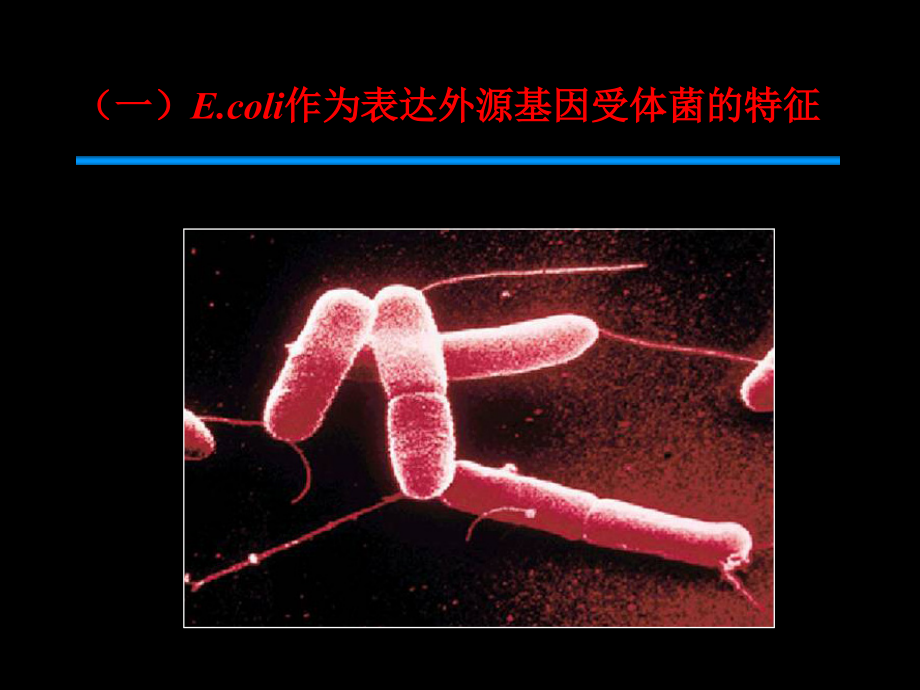 大肠杆菌基因工程-9.22_第4页