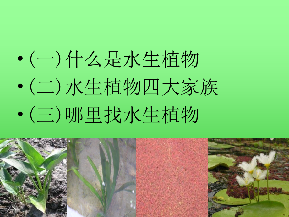 教科版科学三上水生植物_第2页