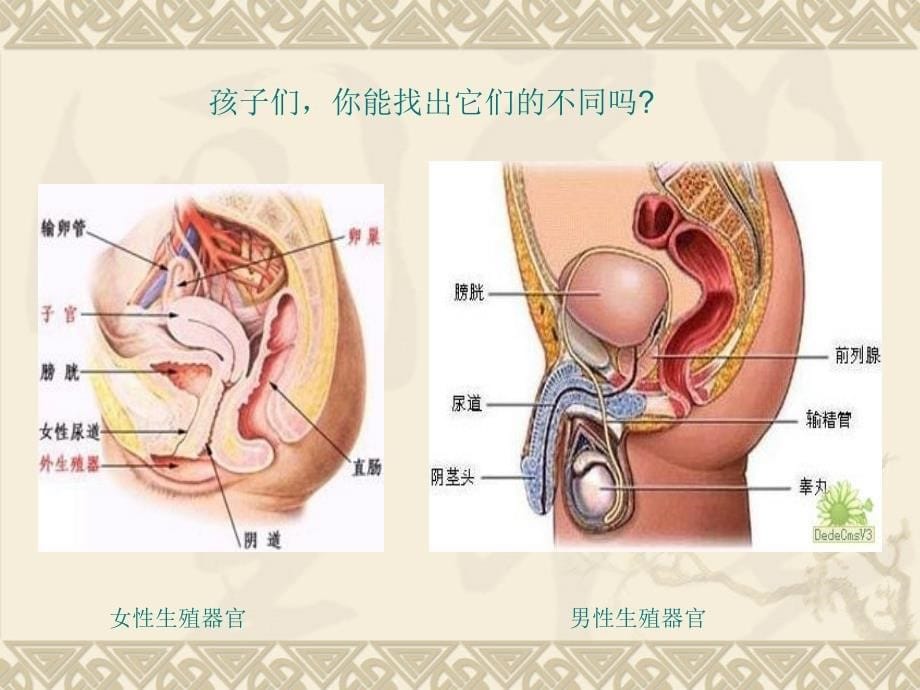 《男孩和女孩的区别》ppt课件_第5页