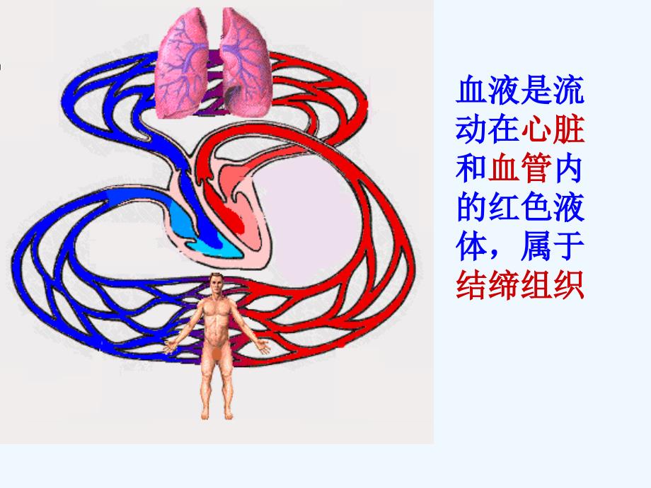 济南版七下第一节《物质运输的载体》ppt课件1_第4页