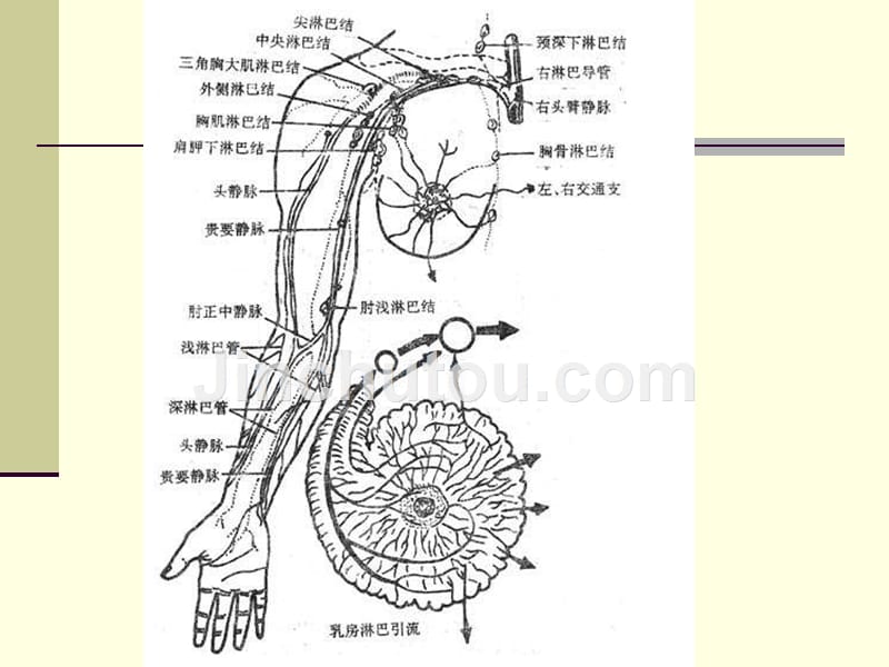 课件-011第二十五章乳房疾病_第5页