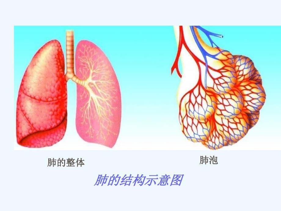 苏科版七上《人体的呼吸》ppt课件_第5页