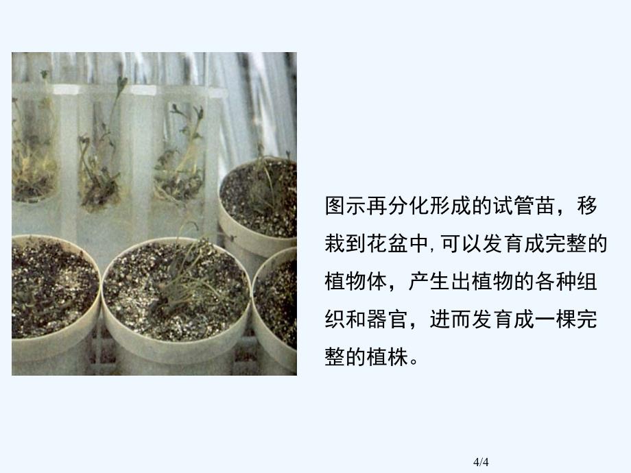 植物组织培养流程组图_第4页