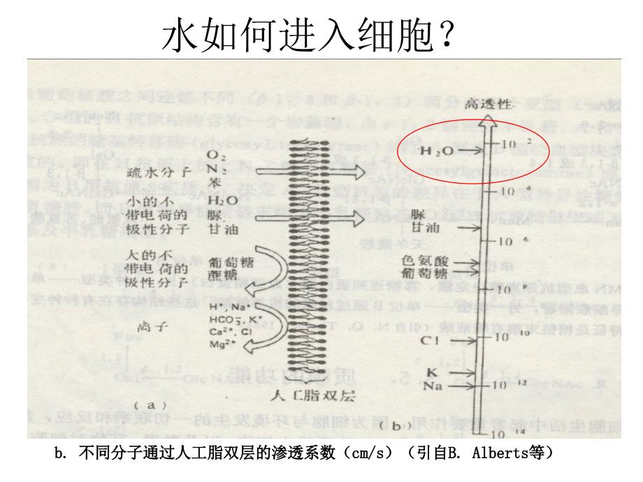 《水通道蛋白简介》ppt课件_第3页