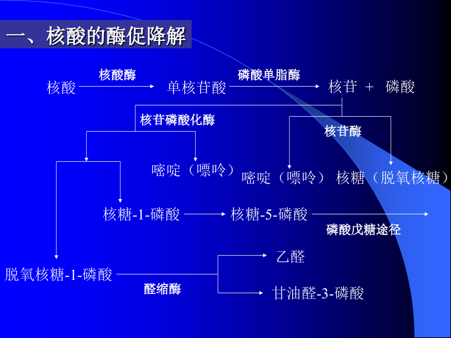 生物化学：第八章含氮化合物代谢_第3页