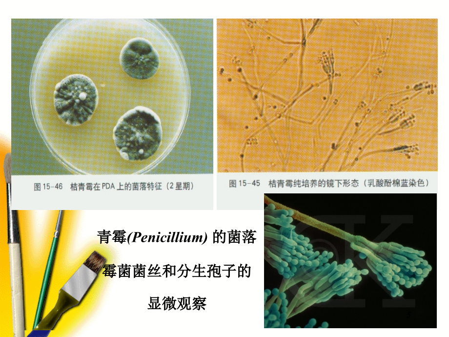 微生物第二章真核微生物的形态、构造和功能白色模版_第4页