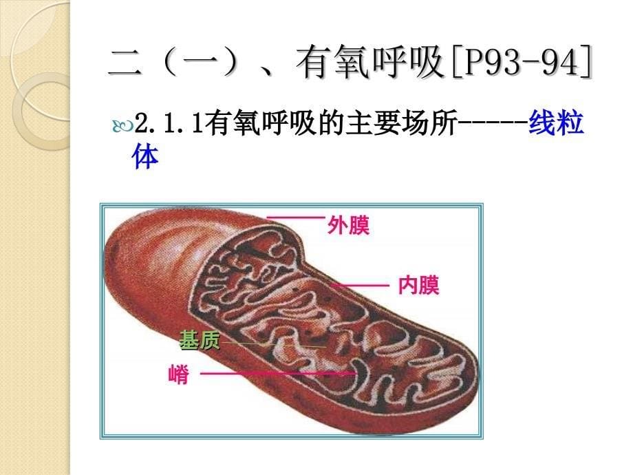 生物：5.3《atp的主要来源——细胞呼吸》课件(新人教版必修1)1_第5页