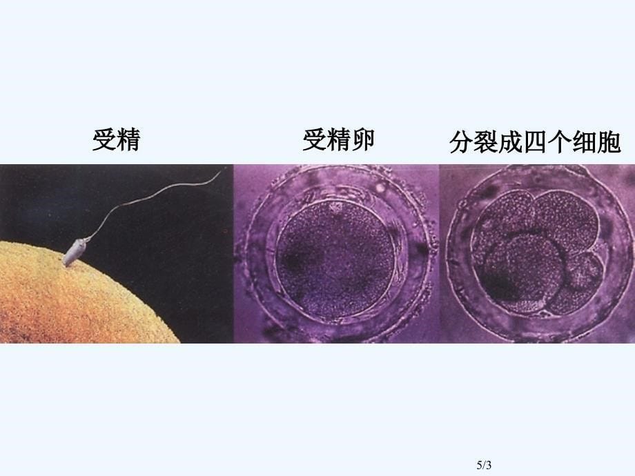 受精和受精卵的发育组图_第5页