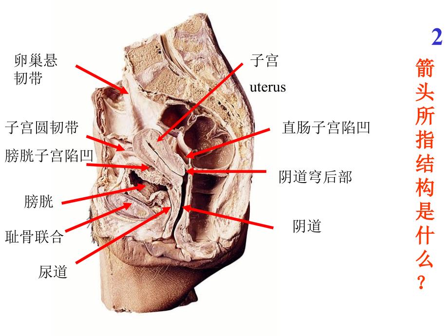 系统解剖学实验考试题全集1_第2页