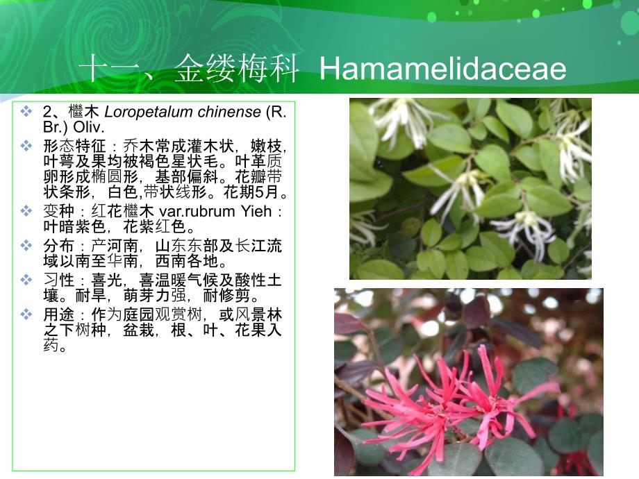 金缕梅科hamamelidacea_第3页