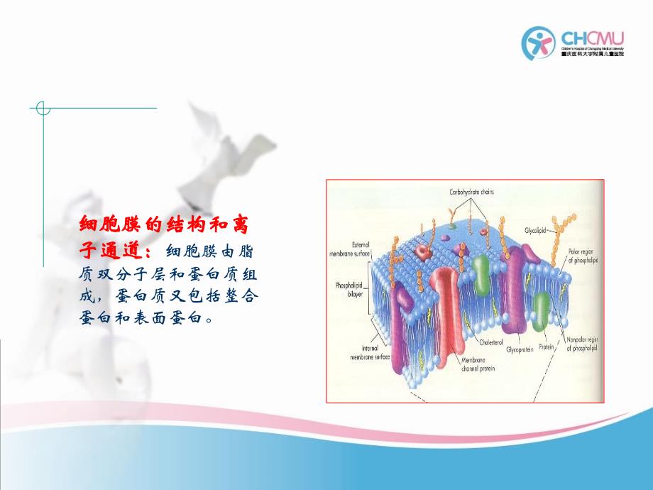 膜片钳技术及其应用_第3页