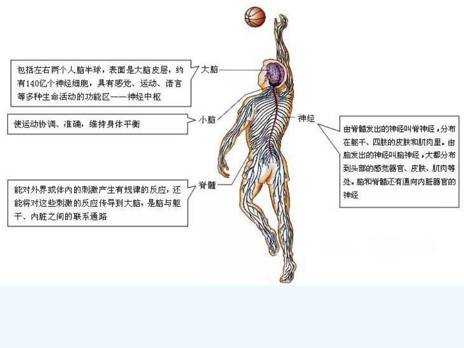 《人体生命活动的调节》复习课件_第4页