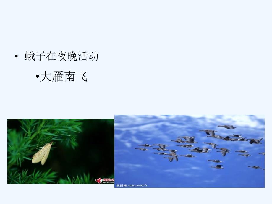 北京版生物八下《环境对生物的影响》ppt课件_第4页