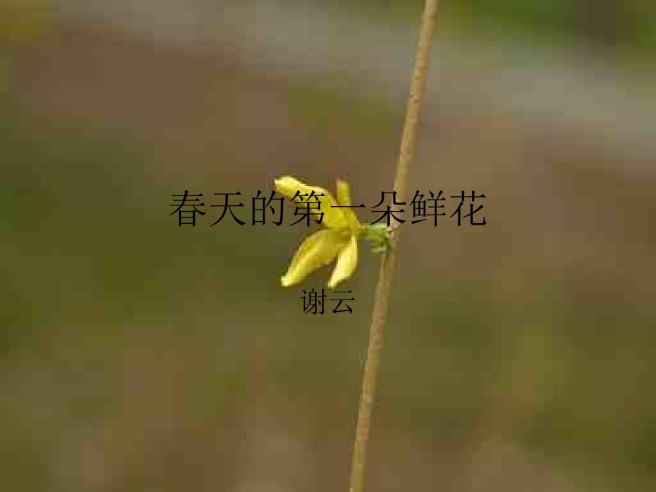 《春天的朵鲜花》ppt课件_第1页