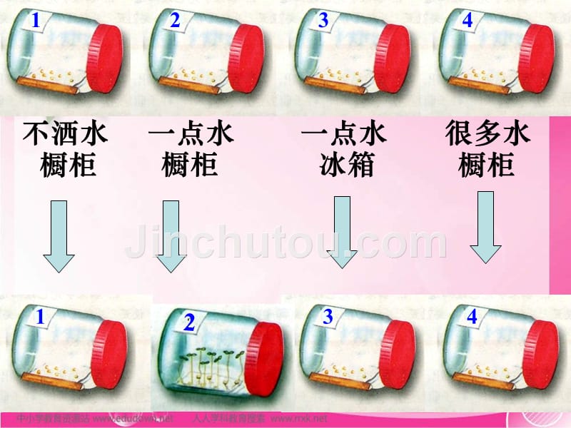 冀教版生物八上第一章《种子的萌发与播种育苗》ppt课件之一_第4页