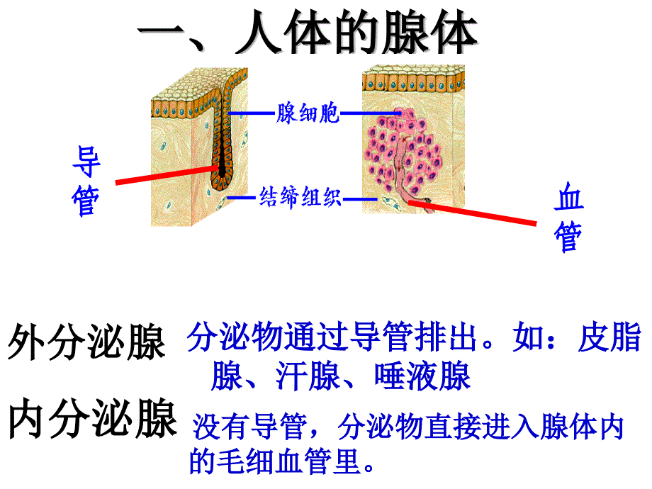 人体生理-激素及其作用_第2页