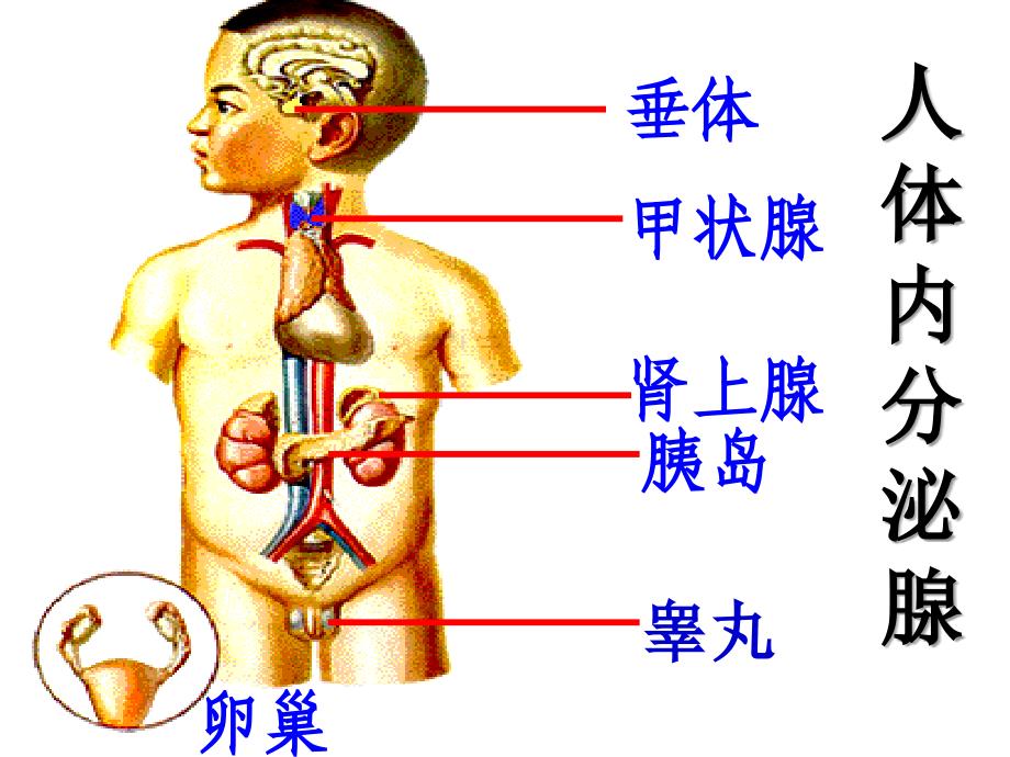 人体生理-激素及其作用_第3页