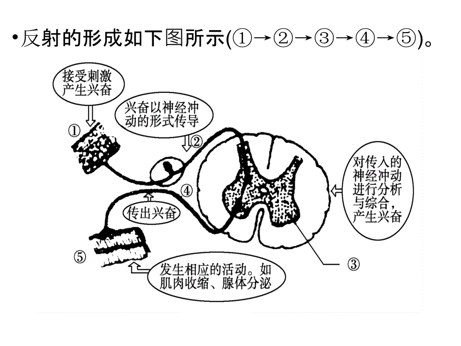 动物生命活动的调节3_第1页