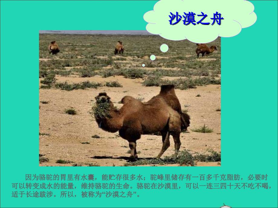 三年级语文上册 第四组 16 找骆驼课件 新人教版_第2页