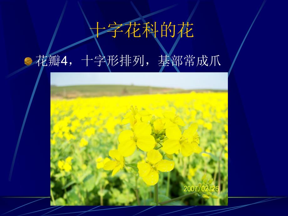 《字花科板兰根》ppt课件_第4页