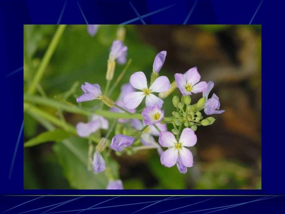 《字花科板兰根》ppt课件_第5页