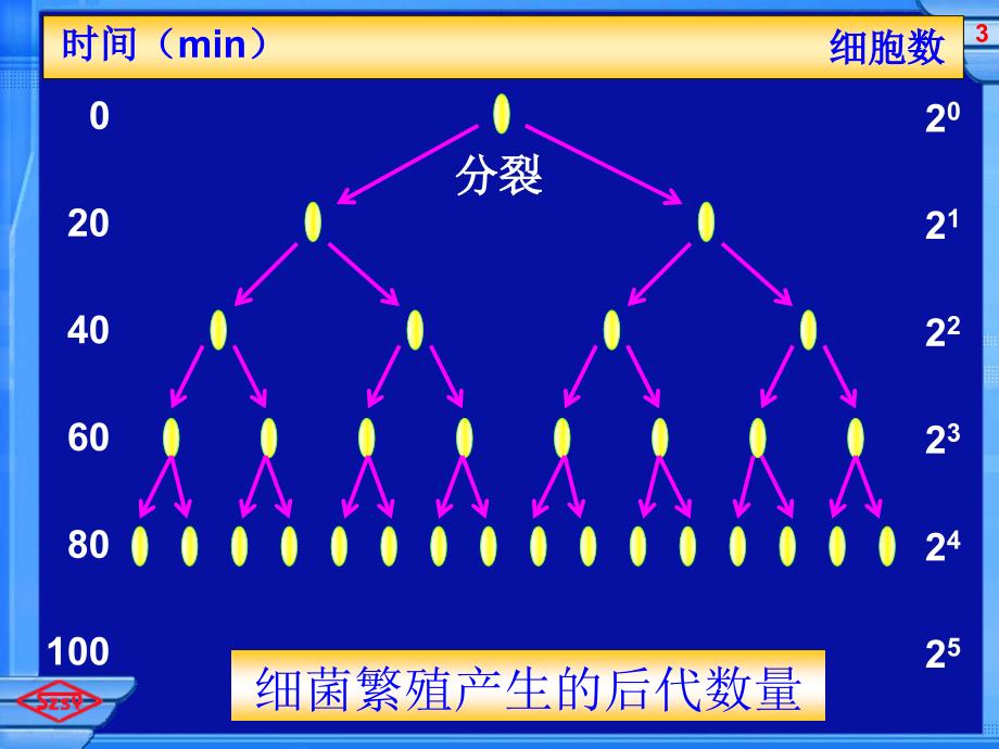 群数量的变化课件_第3页