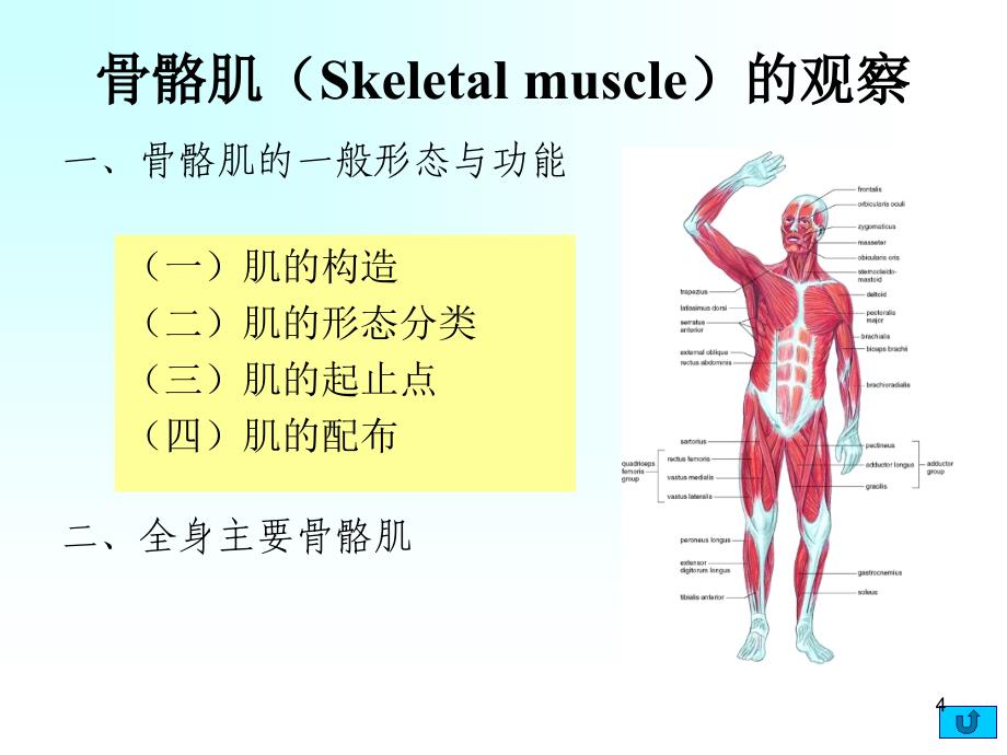 实验5骨骼肌的形态观察-_第4页