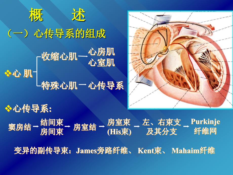 《心脏传导系统》ppt课件_第2页