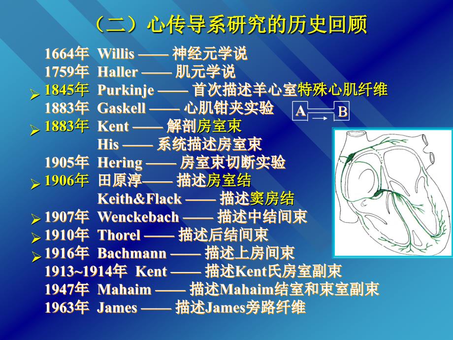《心脏传导系统》ppt课件_第3页