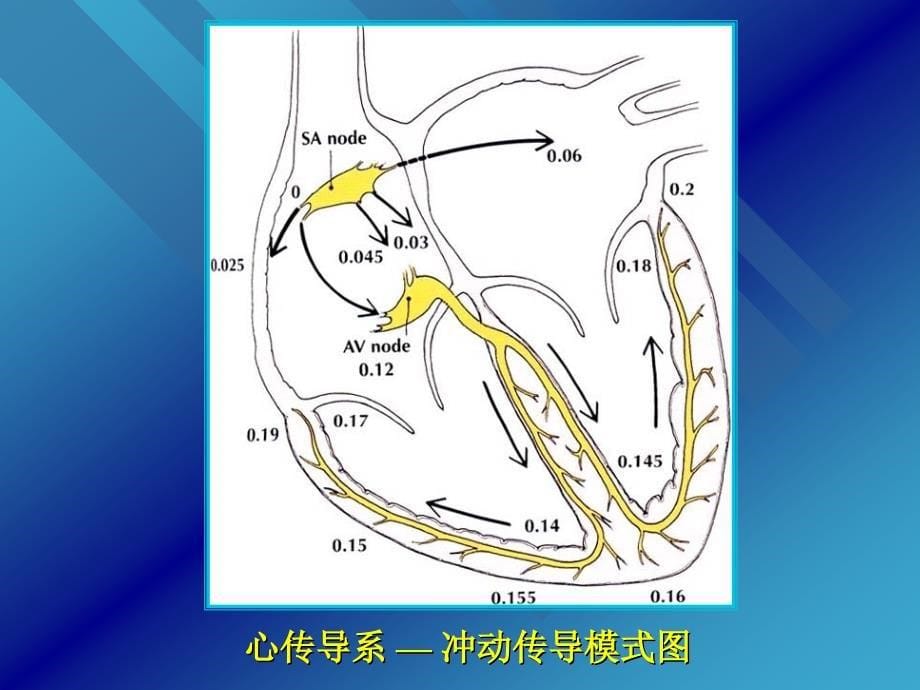 《心脏传导系统》ppt课件_第5页